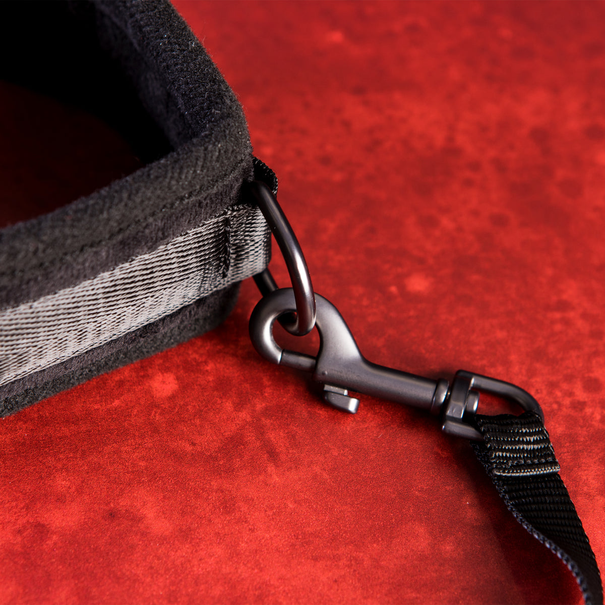 Take the Lead - Padded Neck Collar and Leash